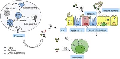 Exosome-Induced Regulation in Inflammatory Bowel Disease